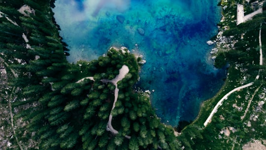 green pine trees under blue sky in Lago di Carezza Italy