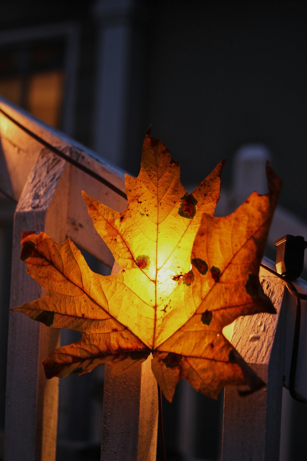 brown maple leaf on brown wooden fence