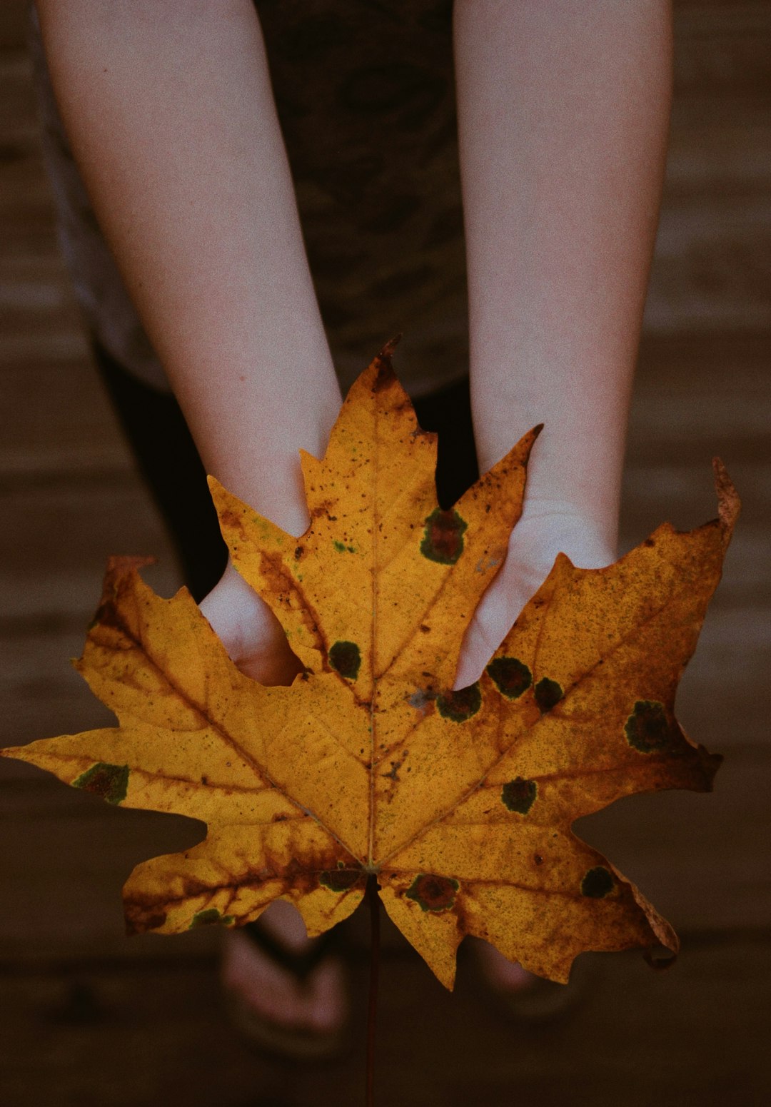 brown maple leaf on persons lap