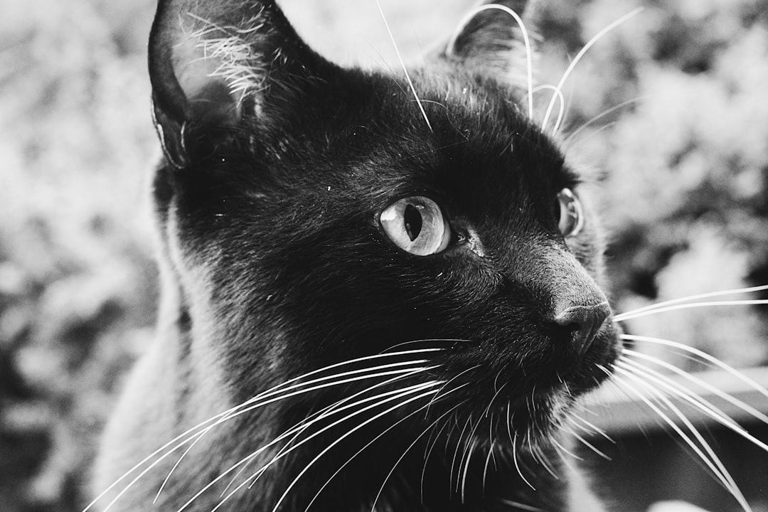 black cat in close up photography