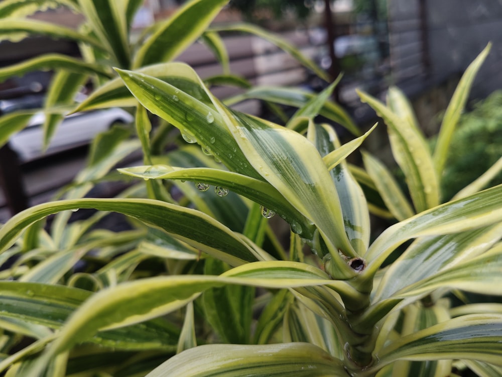 green plant in front of white metal fence