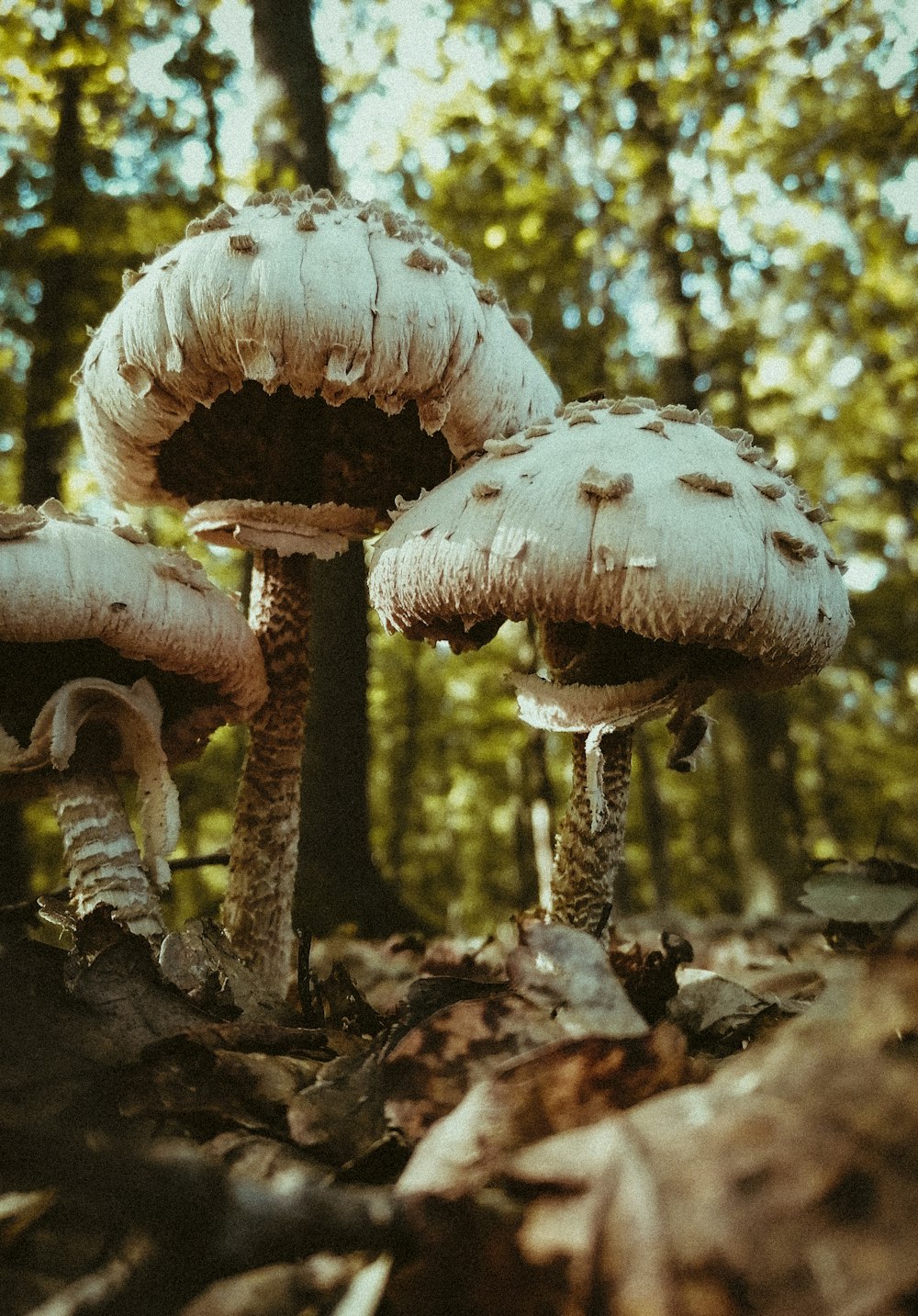 white and brown mushrooms in tilt shift lens