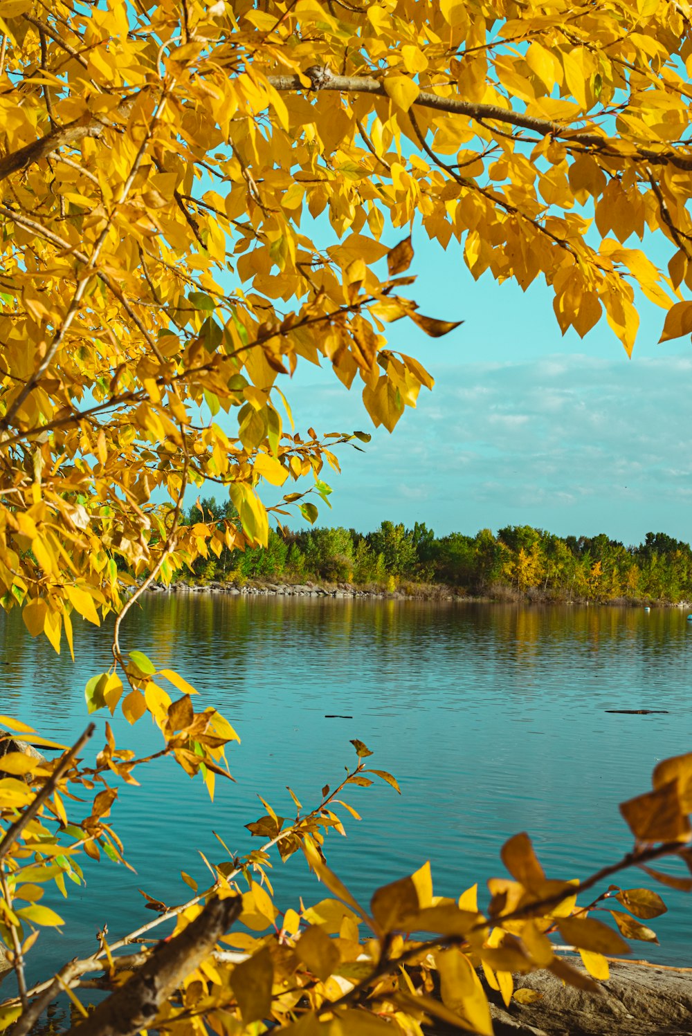 green and yellow leaves on water