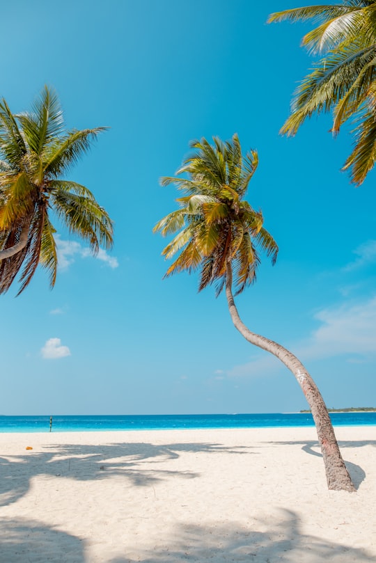 palm tree on beach shore during daytime in Kinolhas Maldives