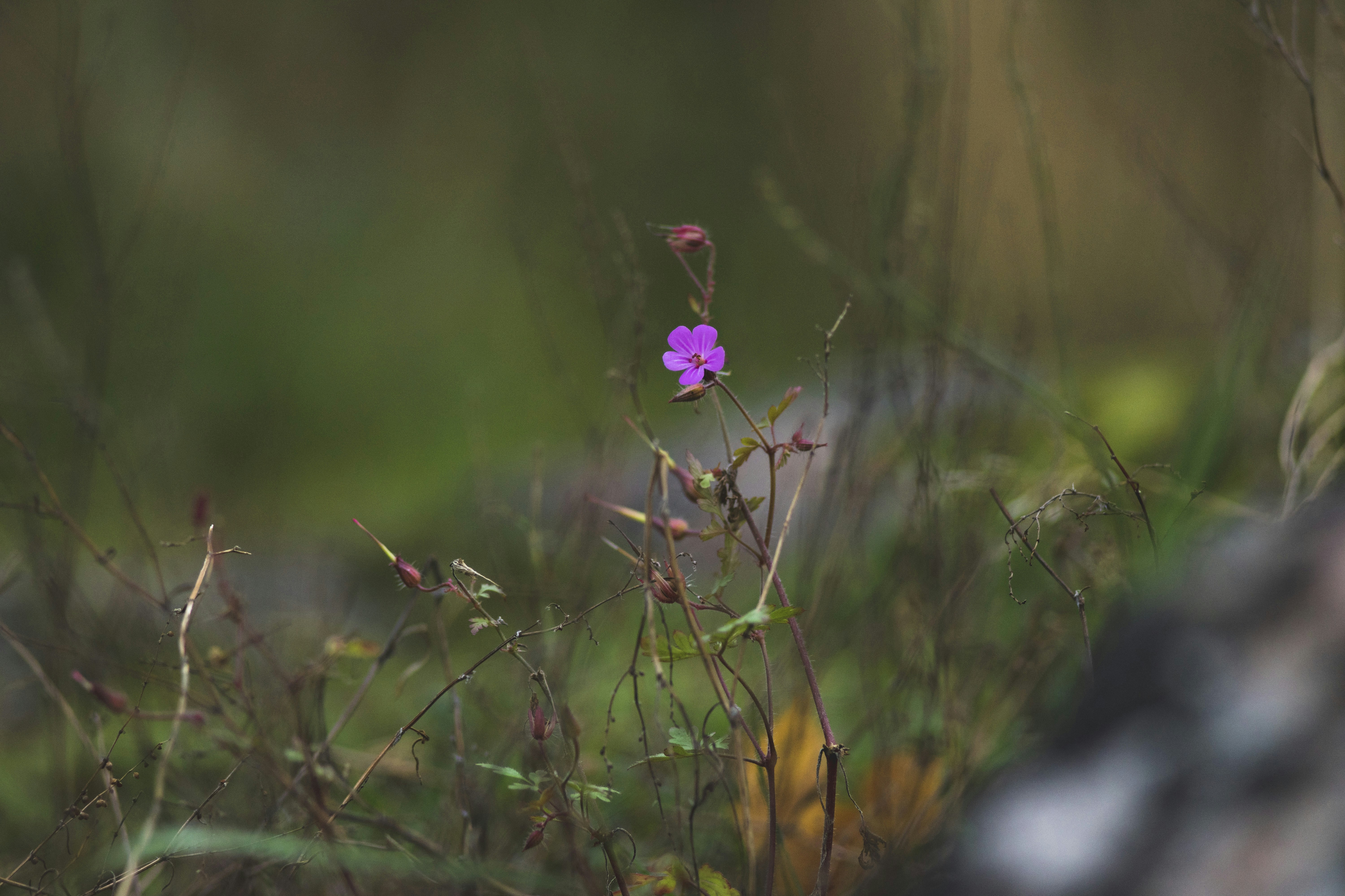 pink flower in tilt shift lens