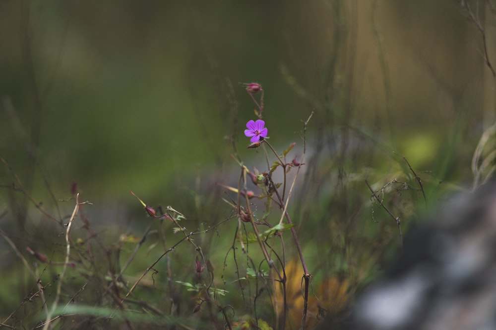 pink flower in tilt shift lens