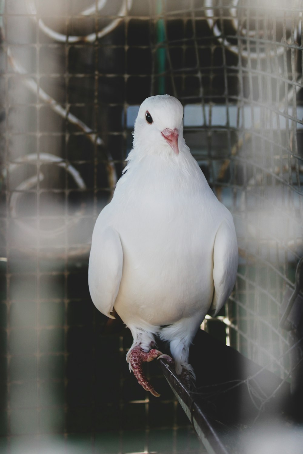 colombe blanche sur cage en bois marron