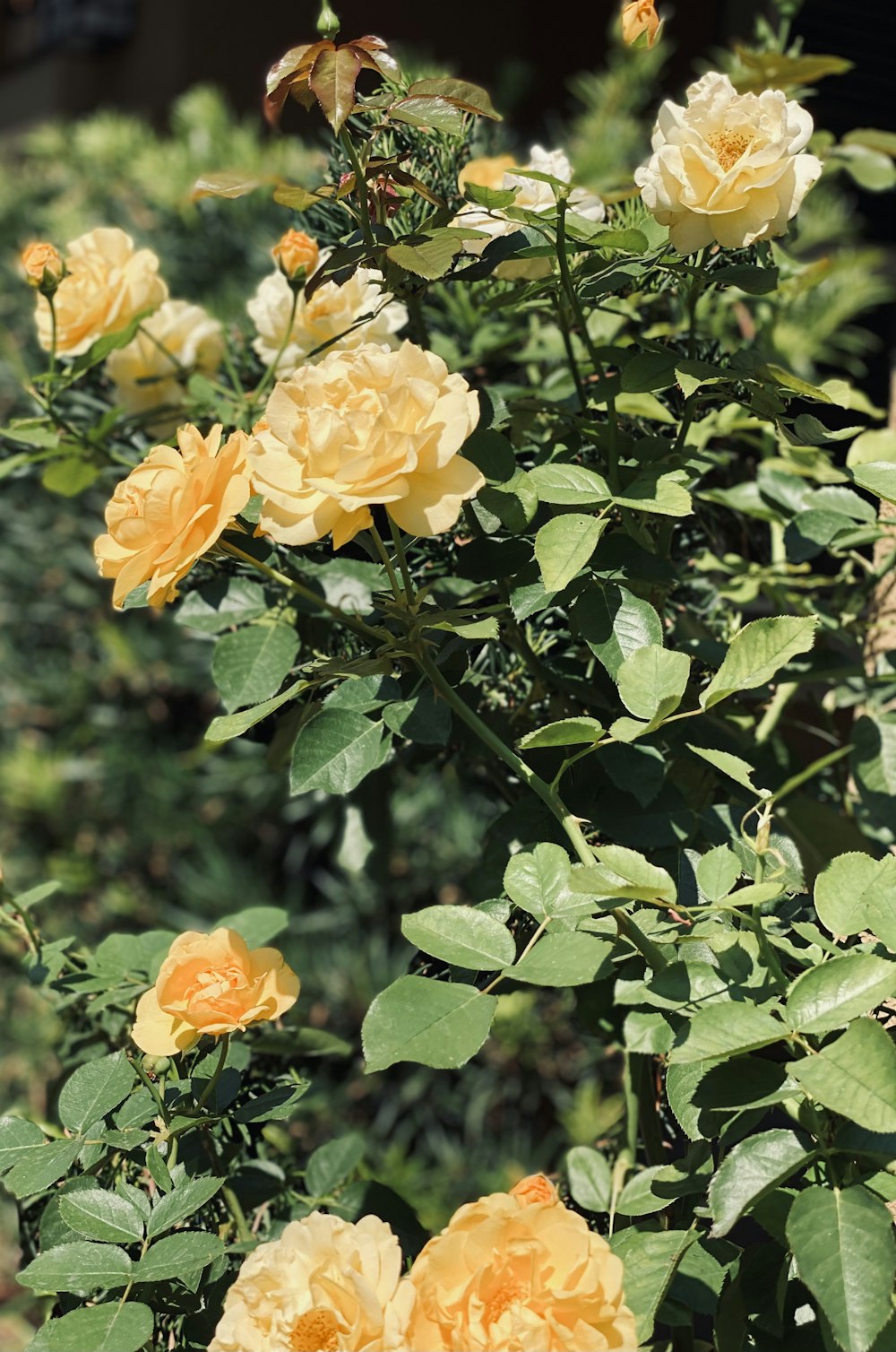 yellow flower with green leaves