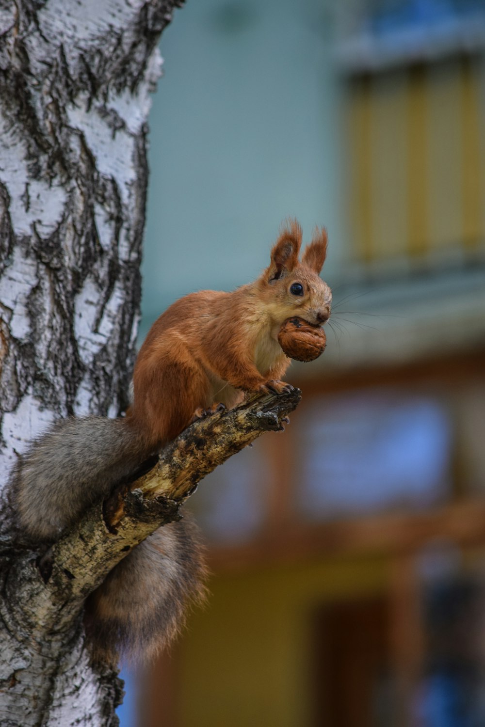 esquilo marrom no galho da árvore durante o dia