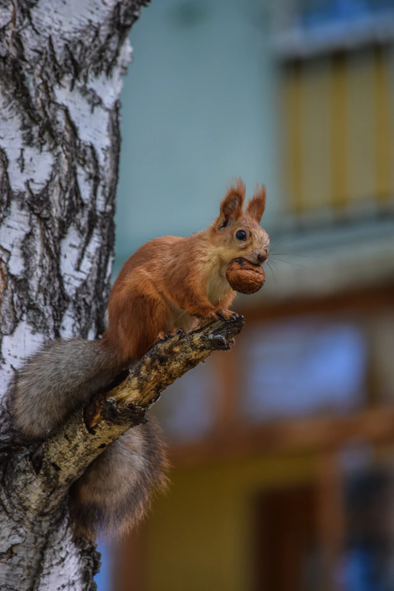 Squirrel on a tree branch (representative photo)