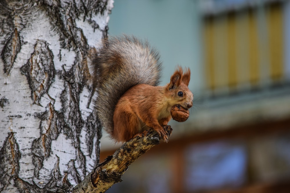 brown squirrel on brown tree branch during daytime