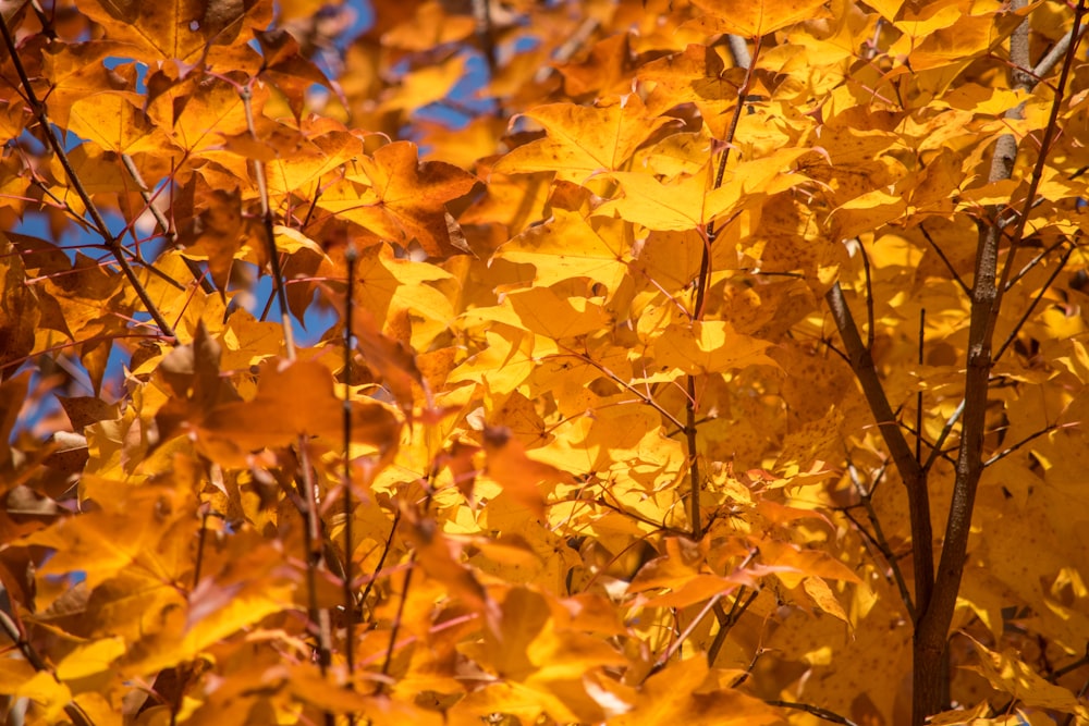yellow leaves on brown tree branch