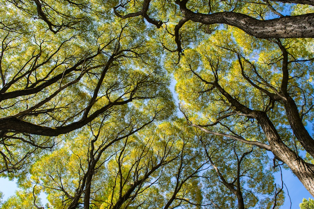 yellow and green trees under blue sky during daytime