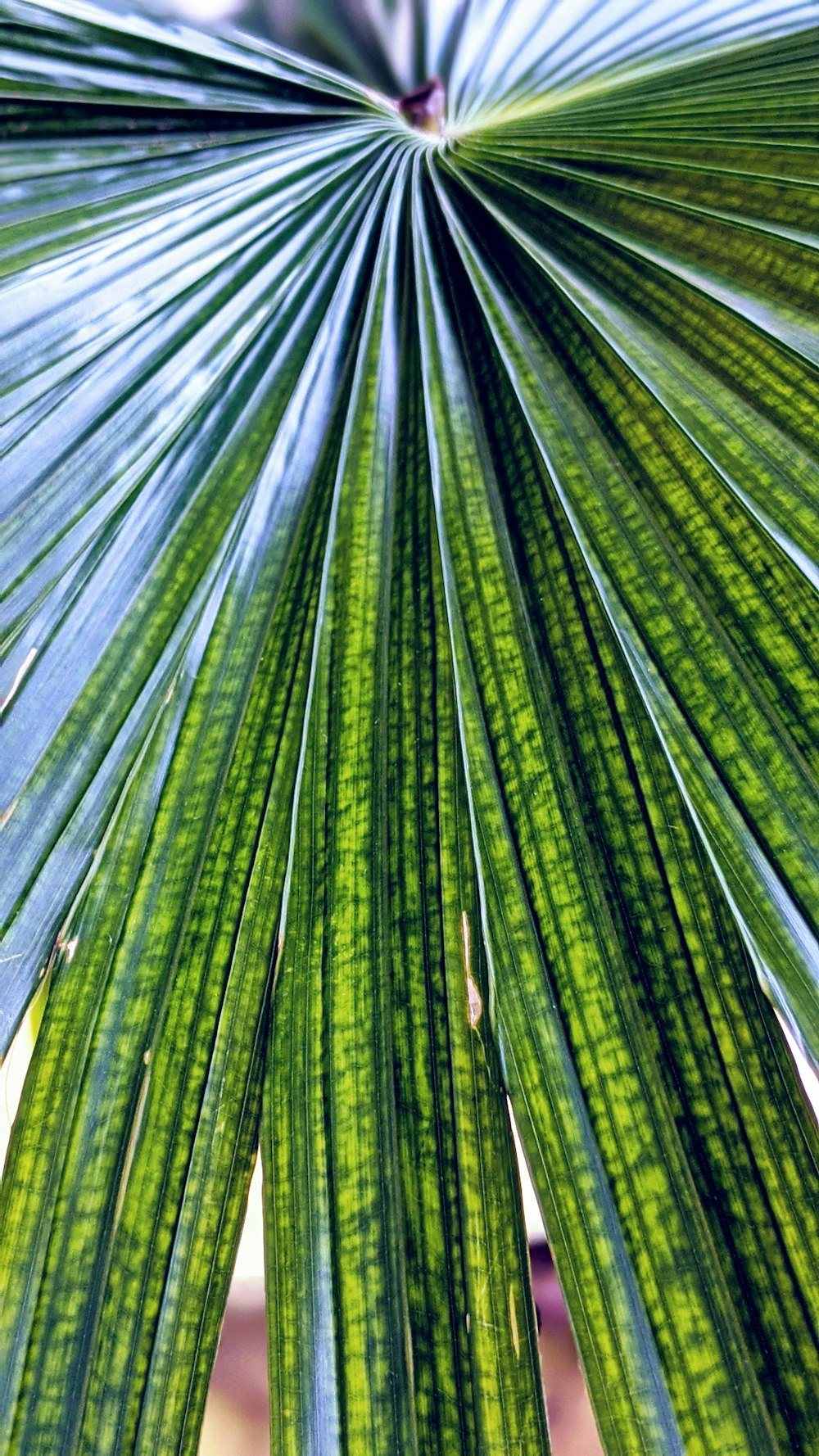 green leaf in close up photography