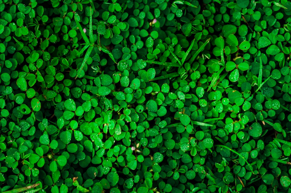 green leaves on the ground