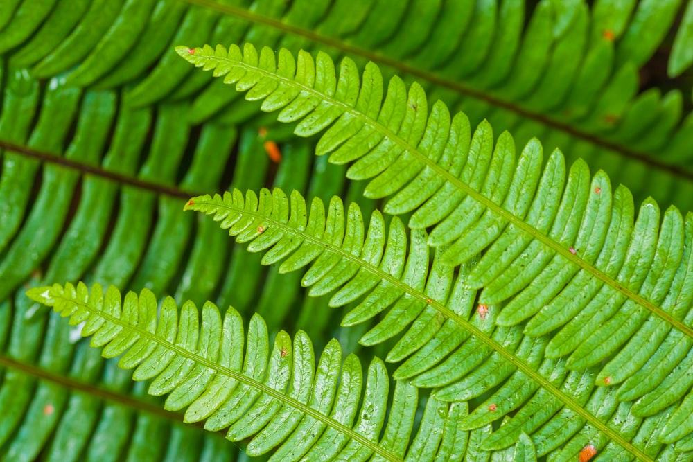 green leaf plant in close up photography