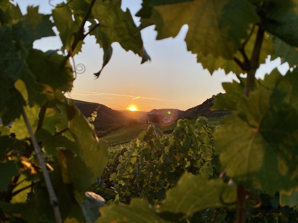 feuilles vertes sur la montagne au coucher du soleil