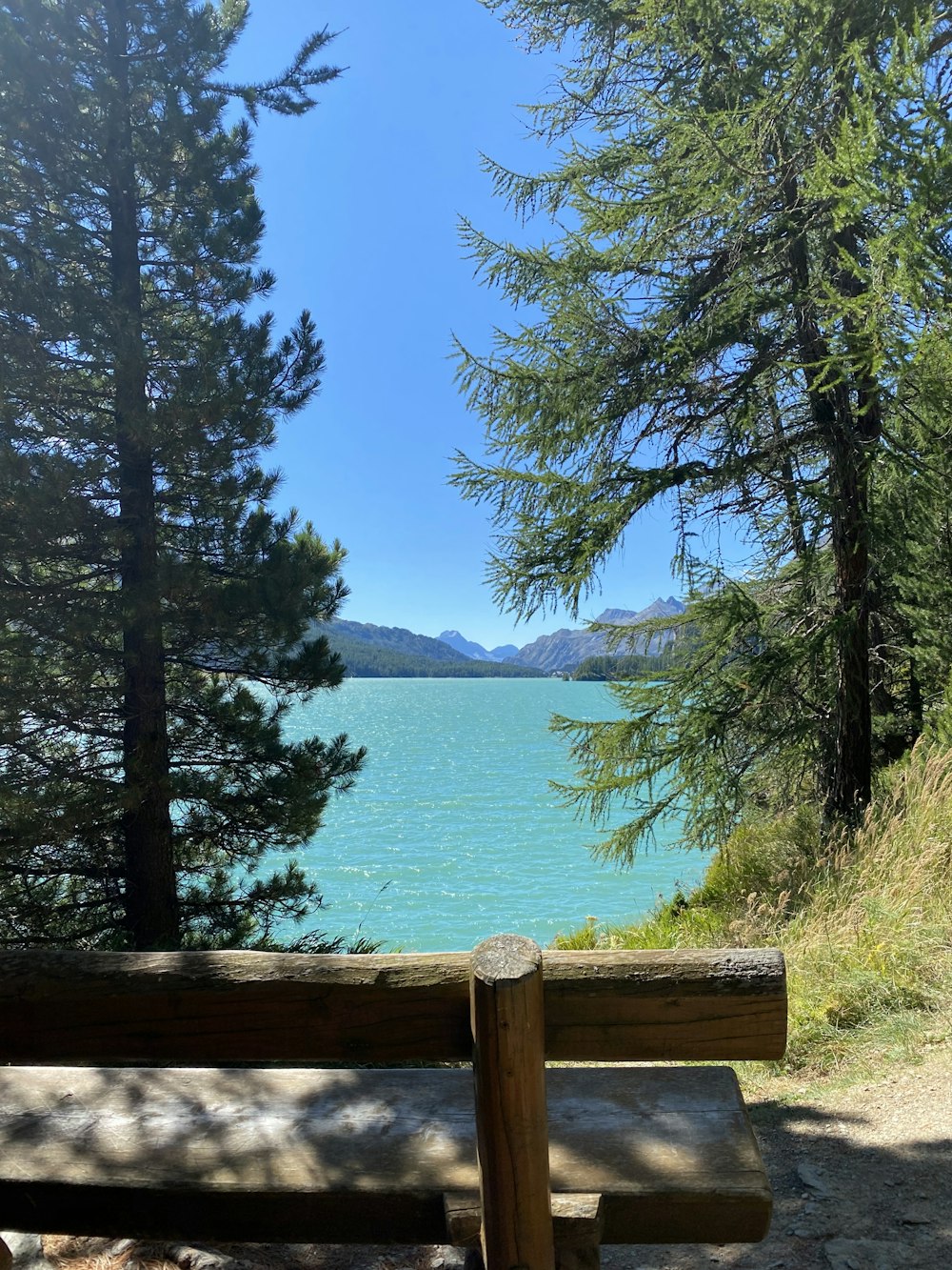 green trees near body of water during daytime