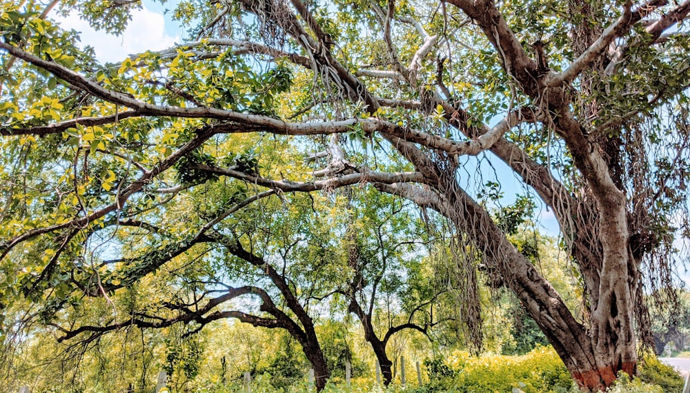 green trees on green grass field during daytime