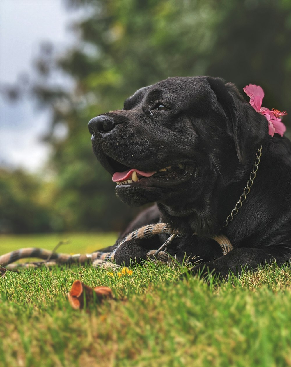 Cucciolo nero del labrador retriever sul campo dell'erba verde durante il giorno