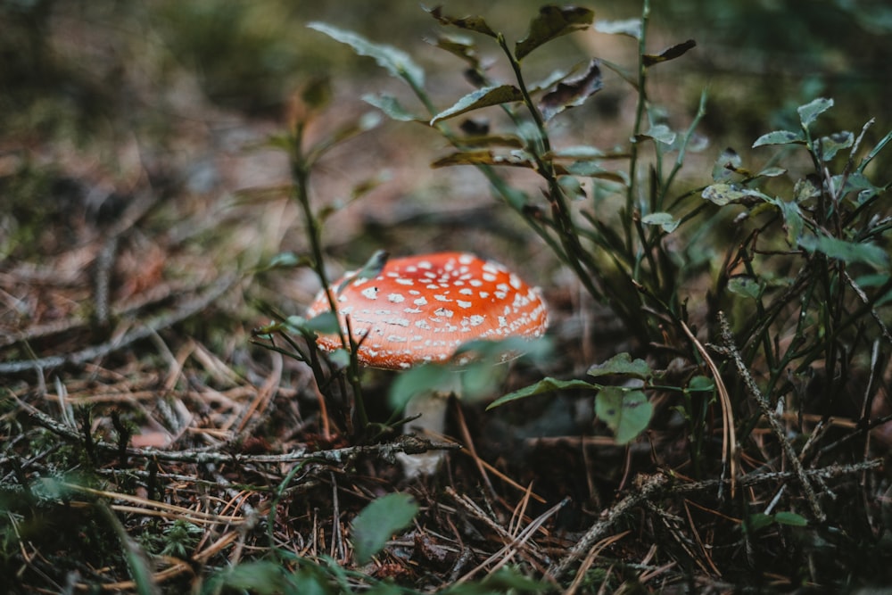 red and white mushroom in the middle of green plants