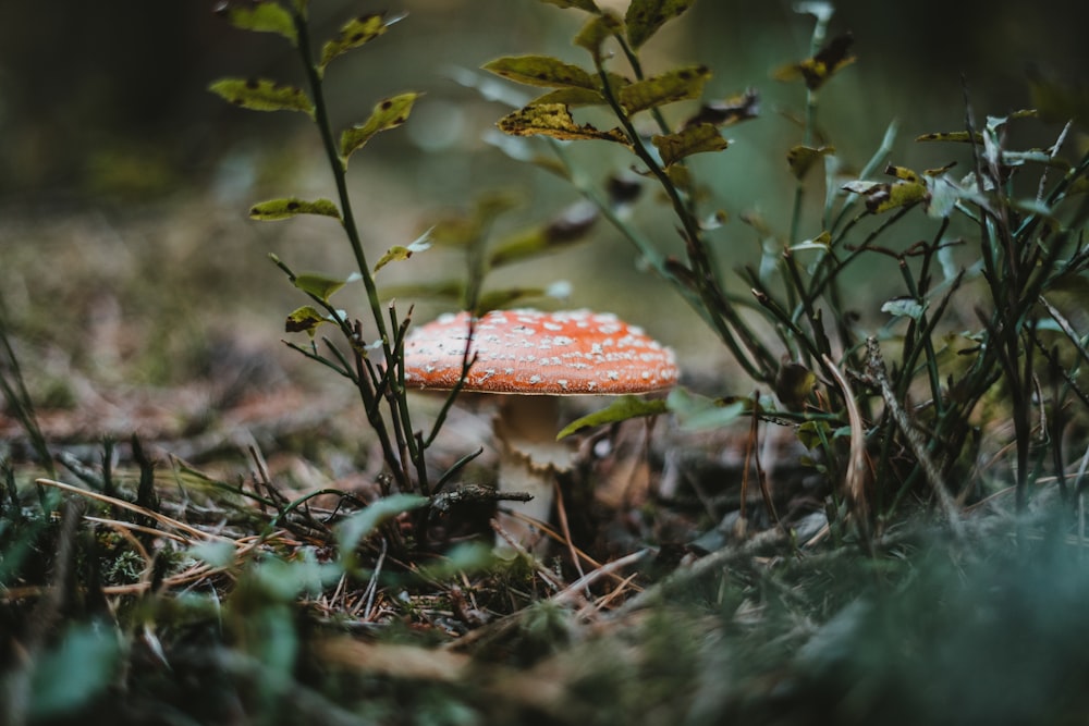 red and white mushroom on green grass