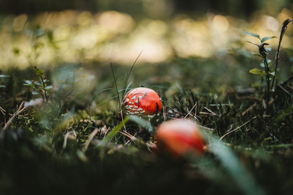 red and white ladybug on green grass in tilt shift lens