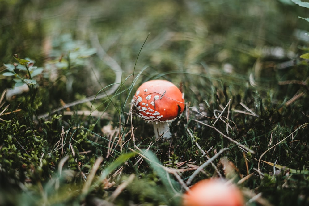 red and white mushroom in green grass