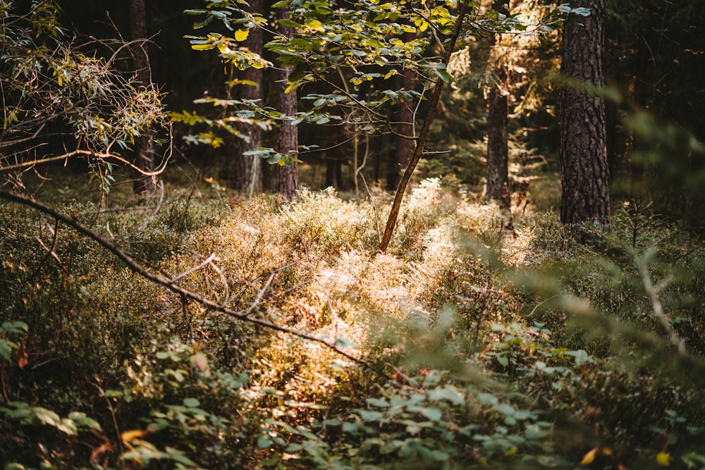 green and brown trees during daytime