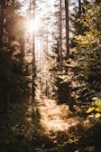 Sunlight filtering through tall pine trees on a winding forest trail.