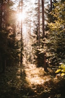 Sunlight filtering through pine trees onto a narrow biking trail in the Patagonian wilderness.