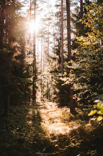 Sunlight filtering through tall pine trees along a winding trail in Staunton State Park