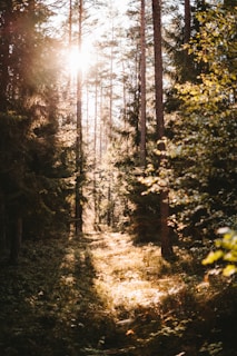 Sunlight filtering through pine trees onto a narrow biking trail in the Patagonian wilderness.
