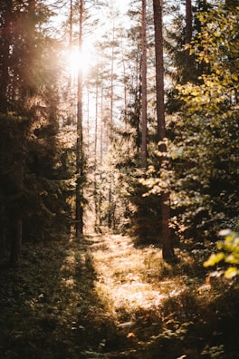 Sunlight filtering through tall pine trees on a winding forest trail.