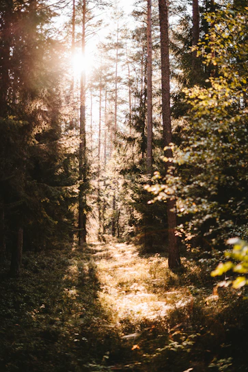 Sunlight filtering through tall pine trees along a winding forest trail near erdvėja.