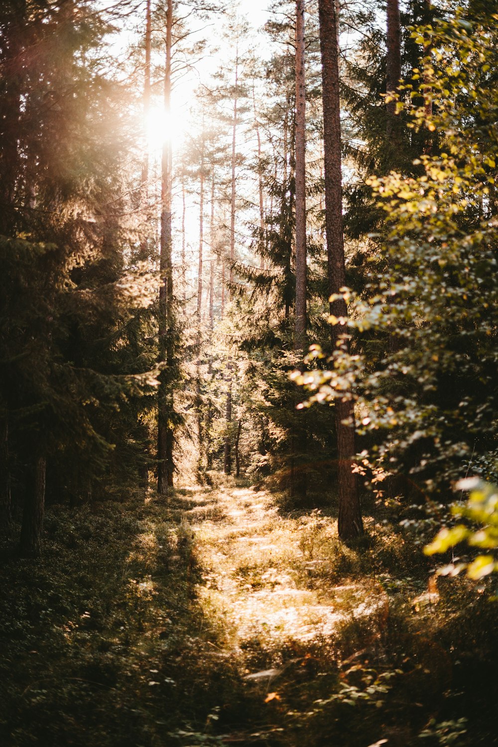 Arbres bruns sur sol brun