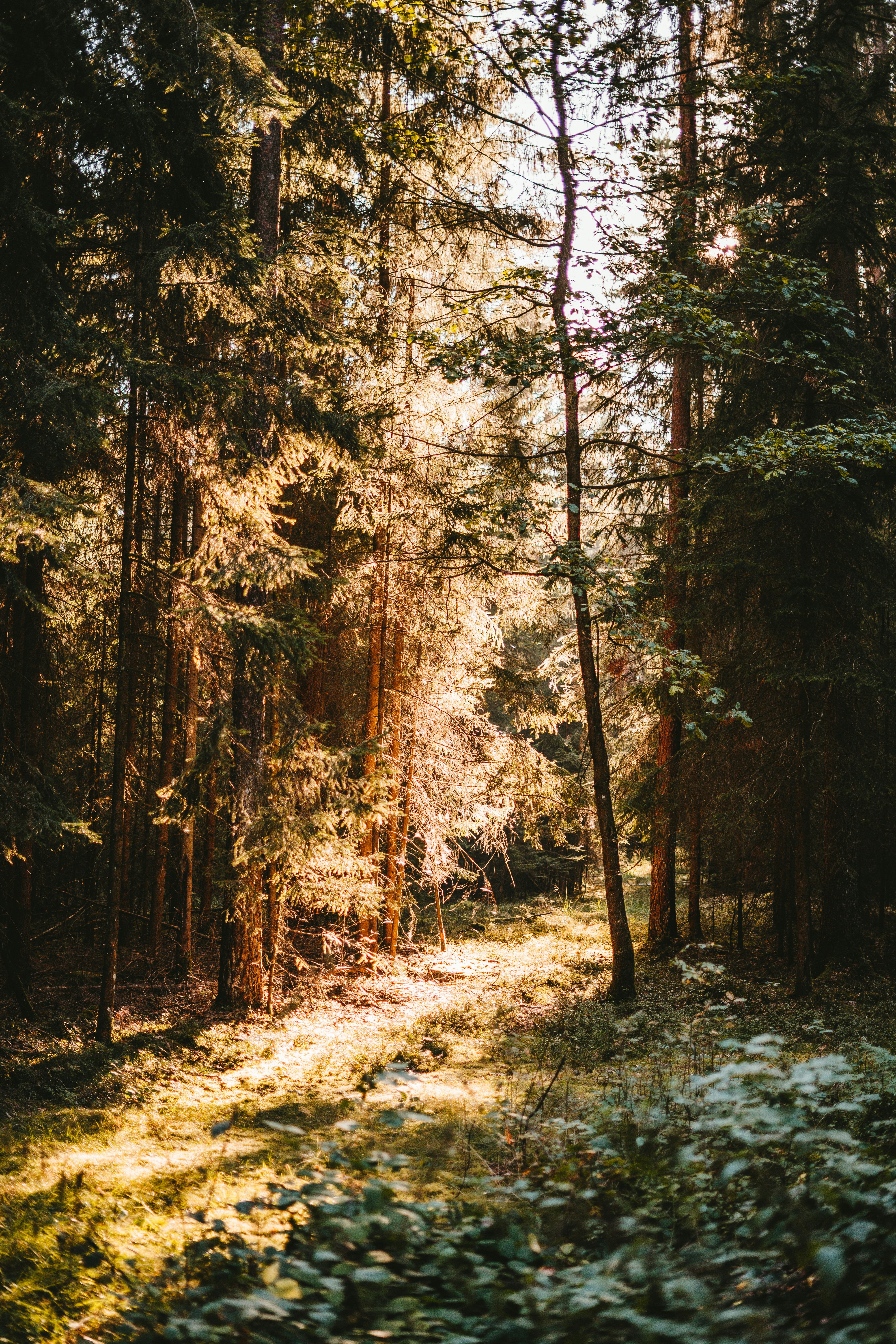 brown trees on brown soil