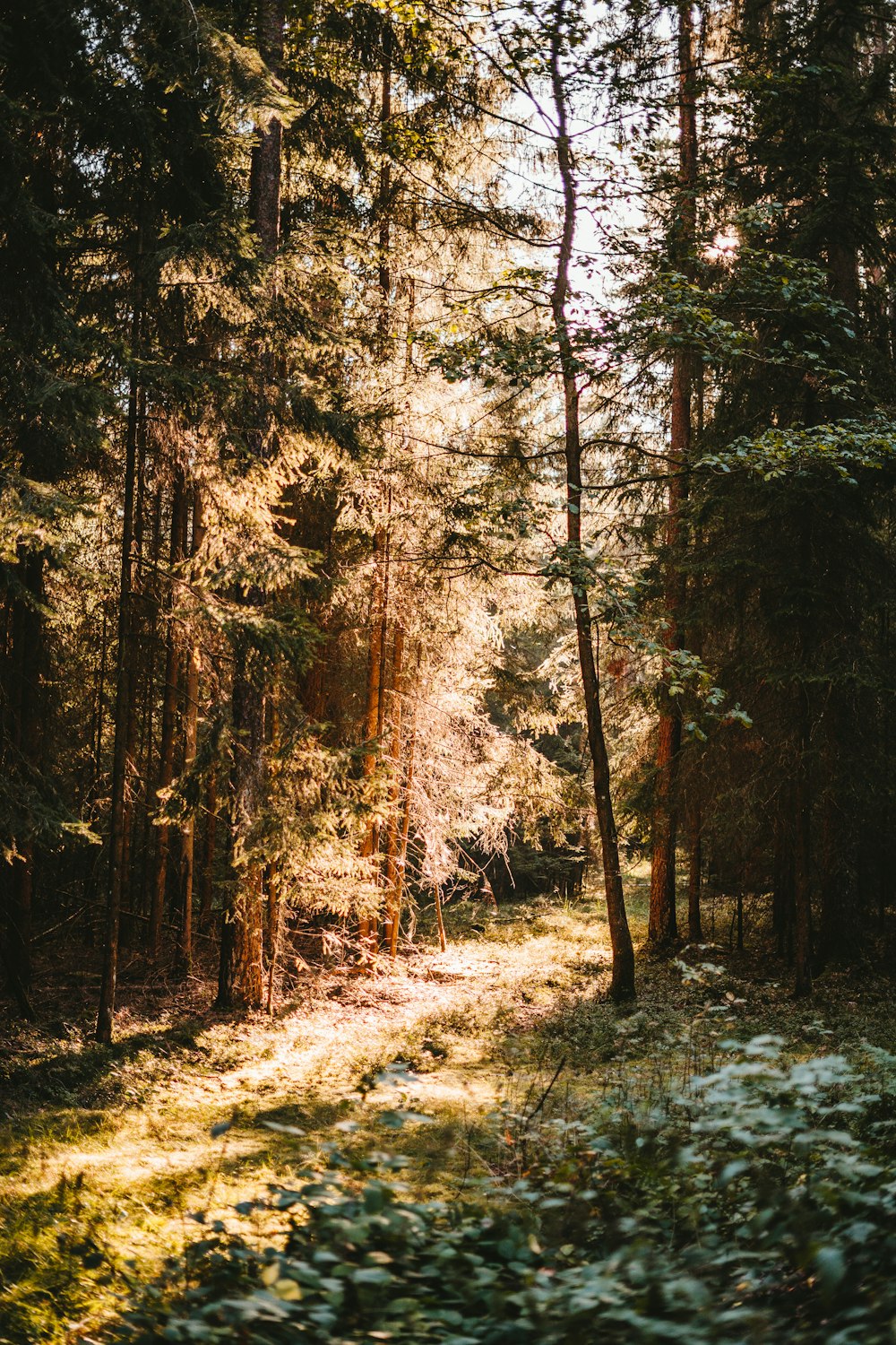 brown trees on brown soil