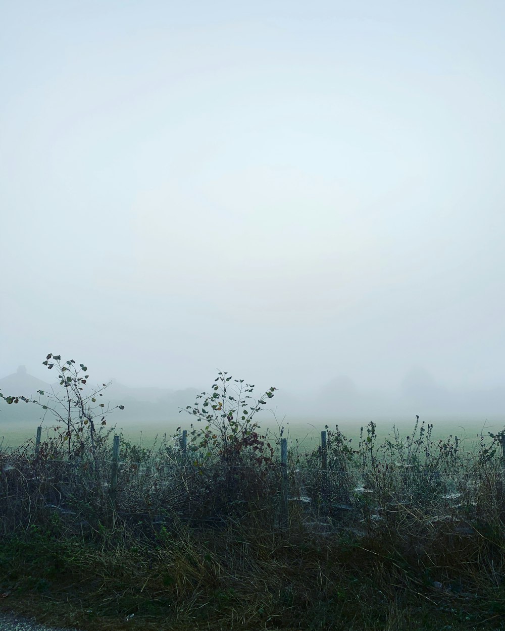 green grass field with fog