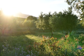 Sunlight filtering through olive trees with the Atlas Mountains rising in the background