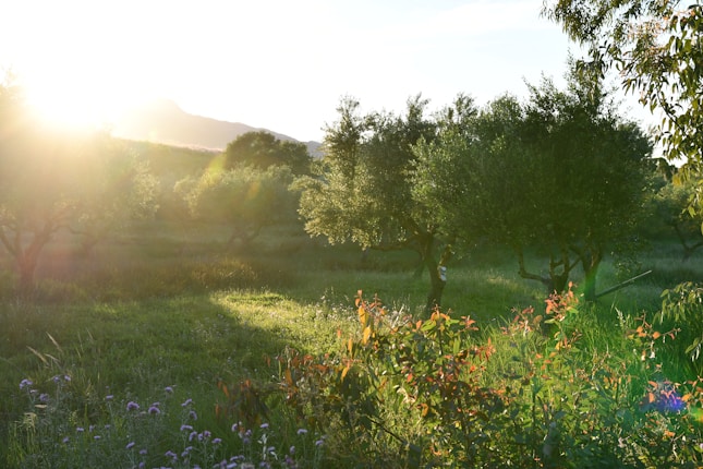 Sunlight filters through a grove of olive trees, casting soft, golden light across a lush green meadow. The landscape is filled with verdant foliage and dotted with small wildflowers. In the background, a mountain range is partially visible, silhouetted against the sun.