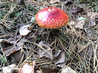A vibrant red and white mushroom with a speckled cap is surrounded by dry leaves, pine needles, and small green plants on a forest floor.