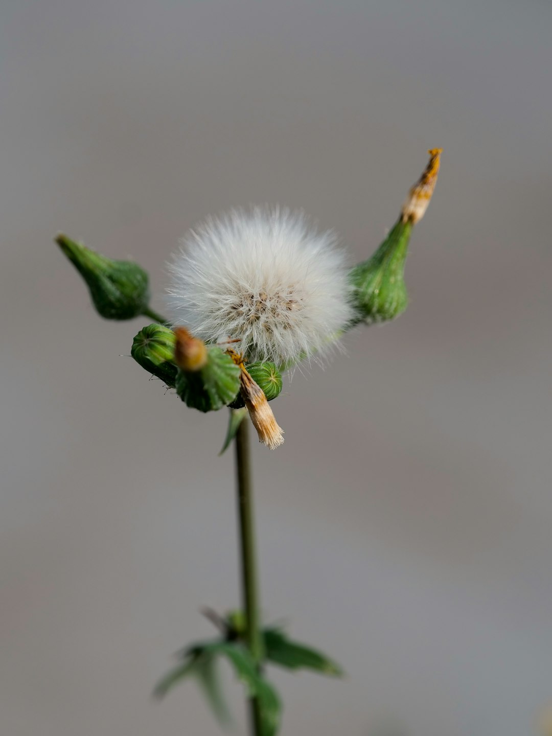 white dandelion in close up photography