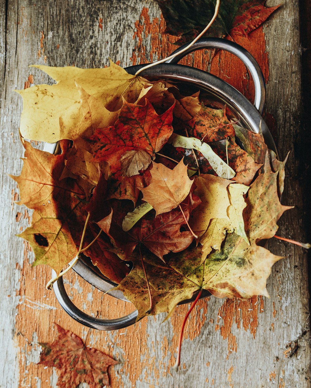 brown dried leaf on black metal round container