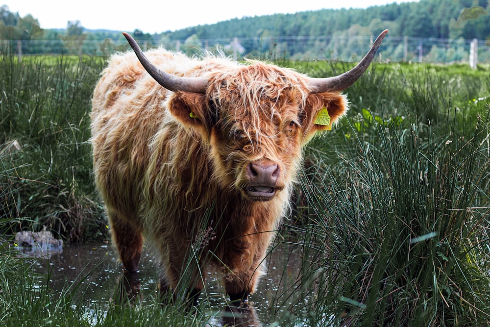 brown yak on green grass field during daytime