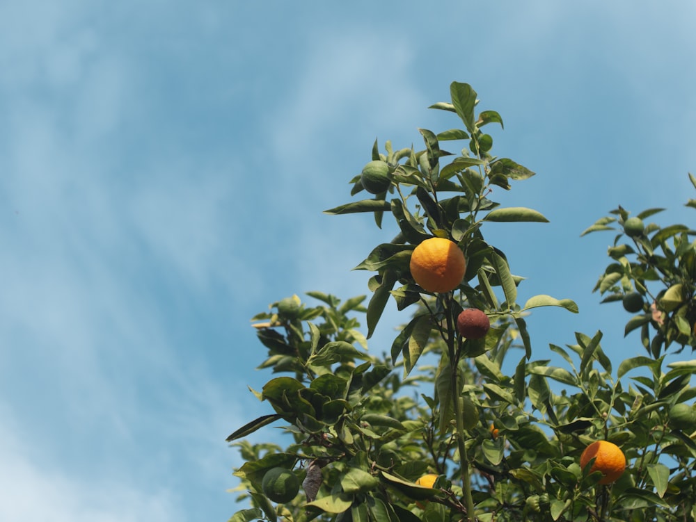 orange fruit on tree during daytime