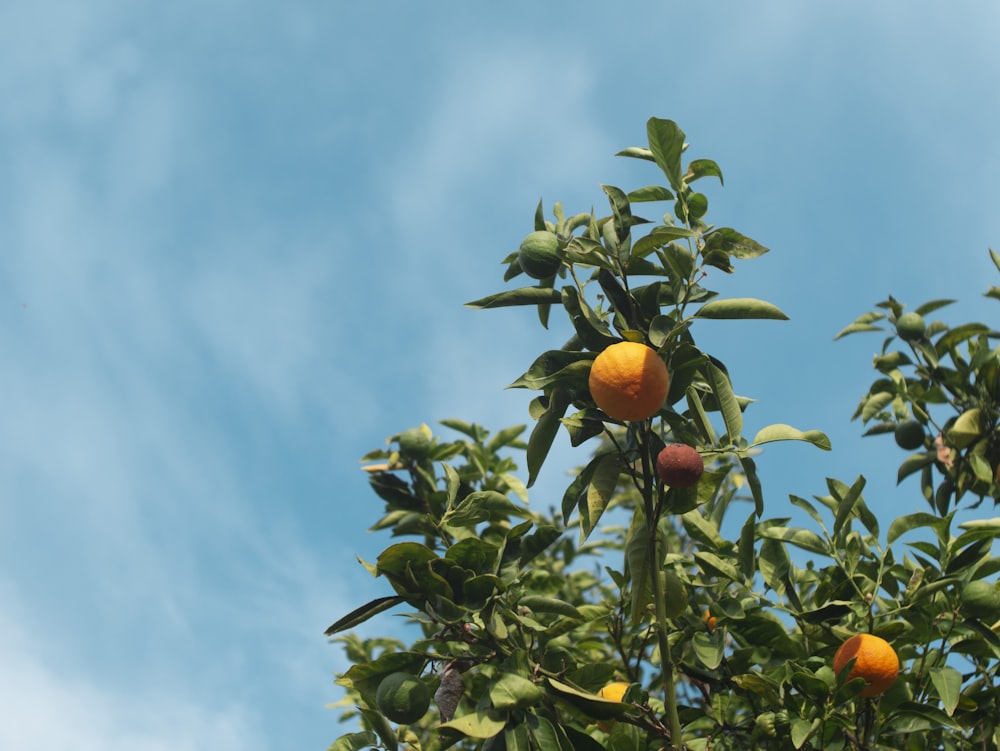 Frutta arancione sull'albero durante il giorno