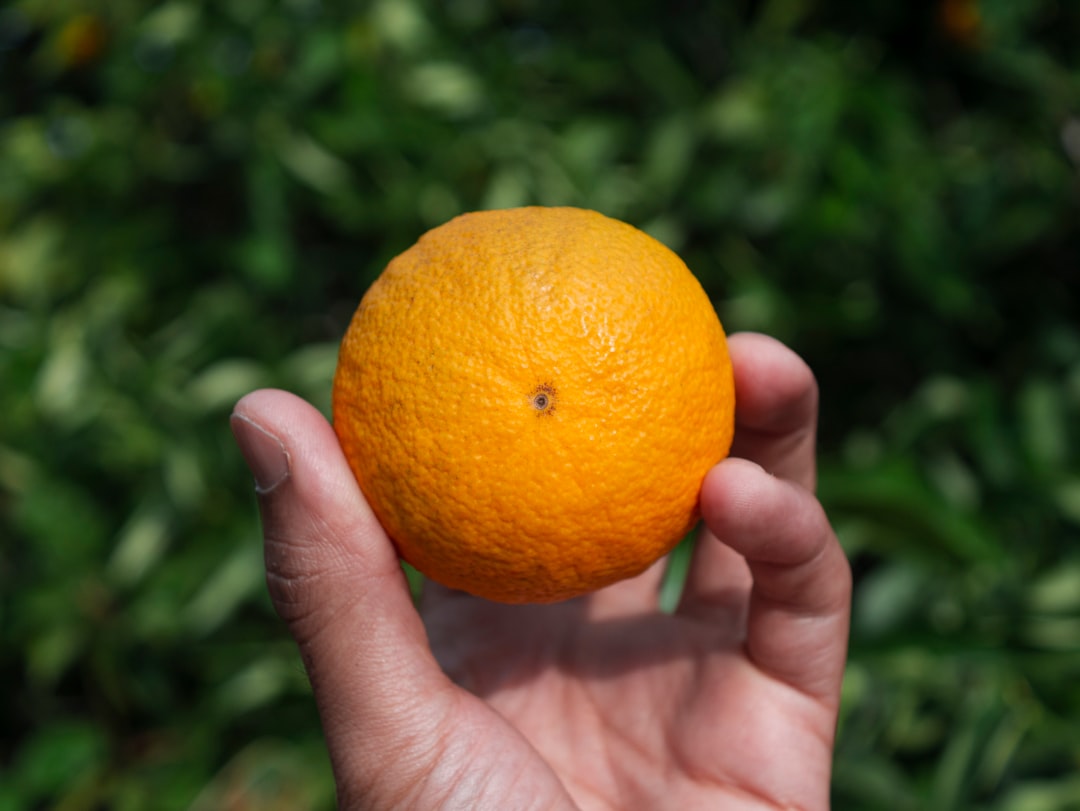 sunrose fertilizer, nutrients, person holding orange citrus fruit