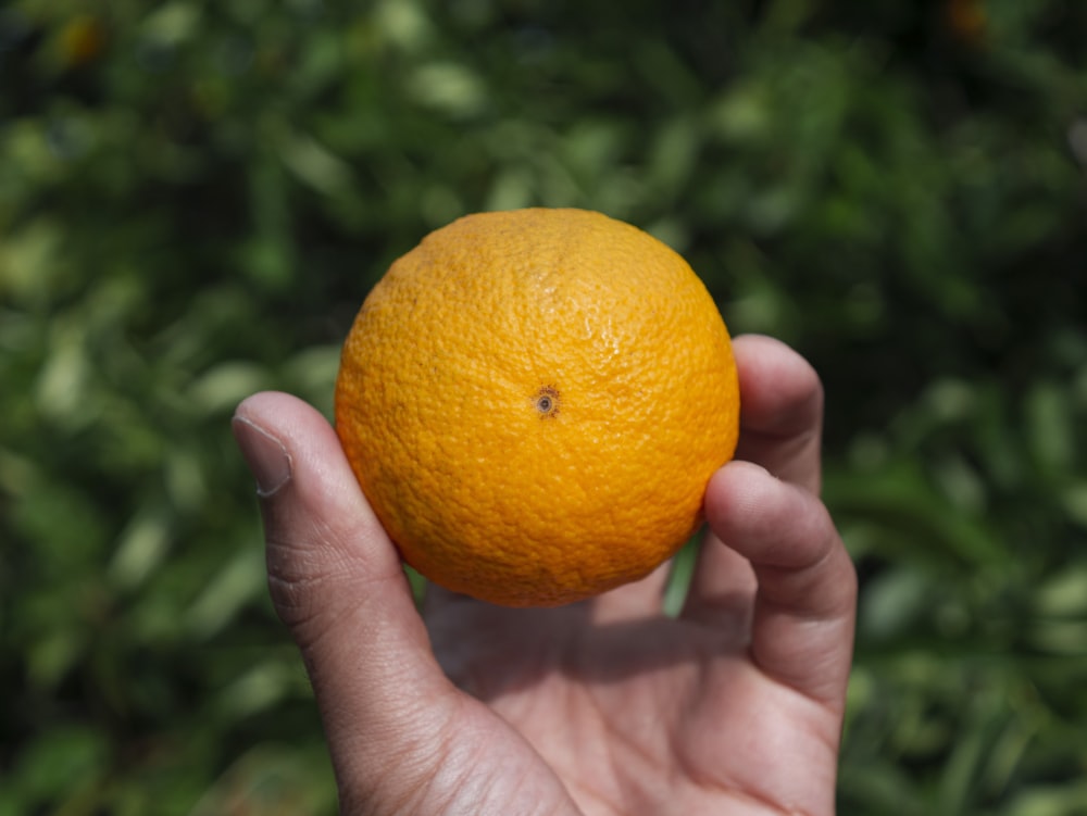 person holding orange citrus fruit