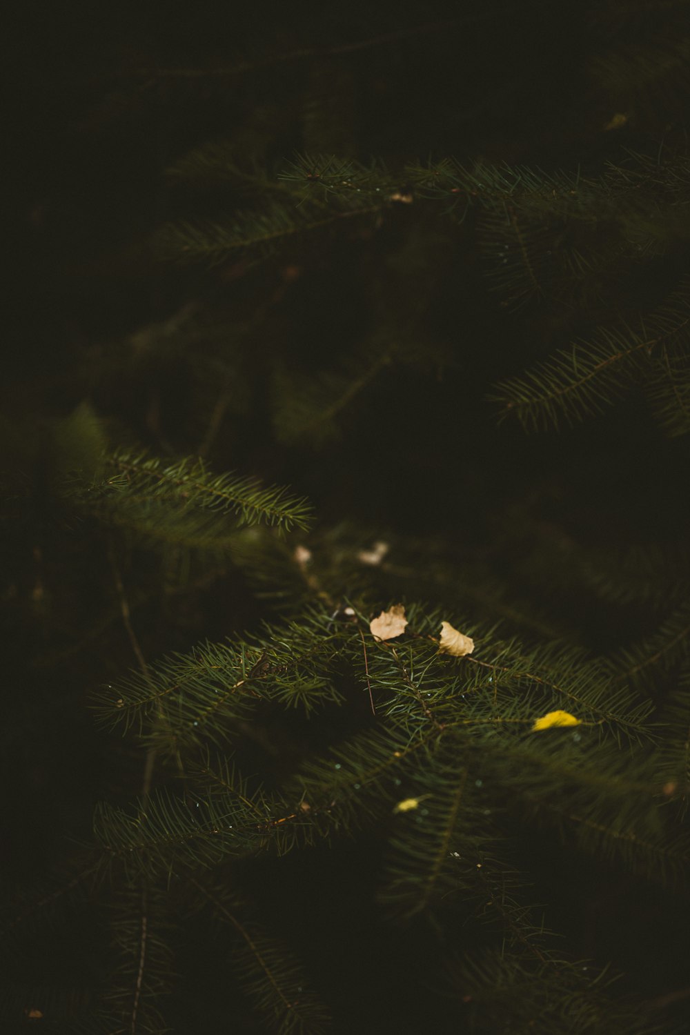 yellow flower in green leaves